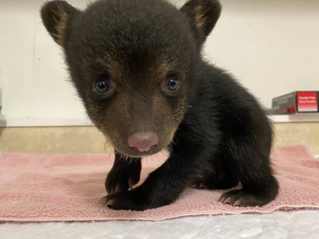 A black bear cub is resting on a pink towel at Appalachian Bear Rescue.